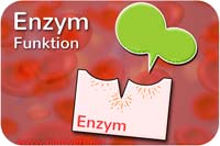 Enzym