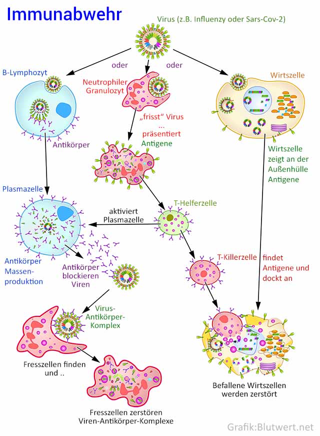 Immunreaktion als Abwehr von Coronaviren