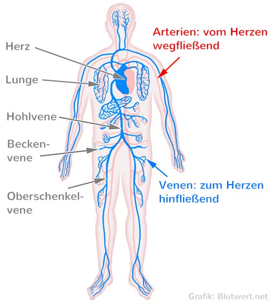Venen: das venöse Blutgefäßsystem (Schema)