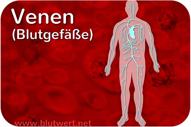 Venen - Blutgefäße