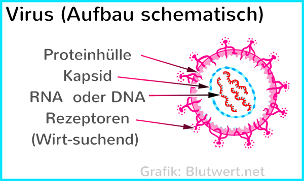 Virus Aufbau