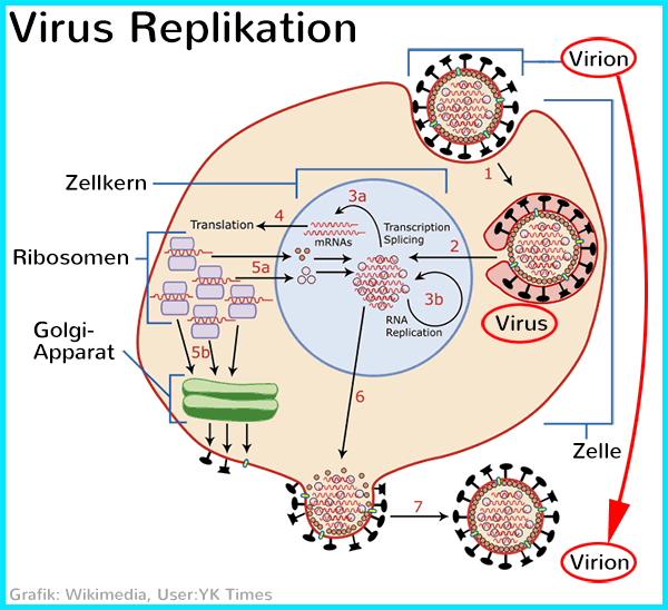 Virus Replikation