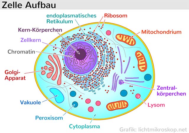 Aufbau einer Zelle